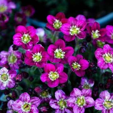 Saxifraga Mossy Red - Saxifrage Plants In Bud & Bloom