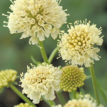 Scabiosa Fata Morgana - Pincushion Flower - Scabious