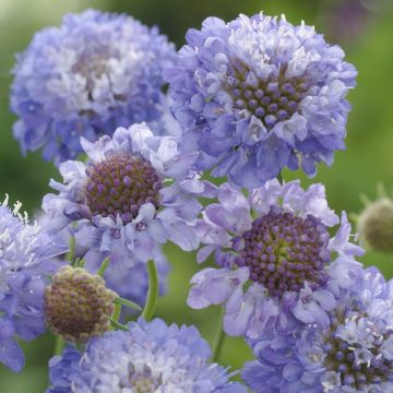Scabiosa Oxford Blue - Pincushion Flower - Scabious