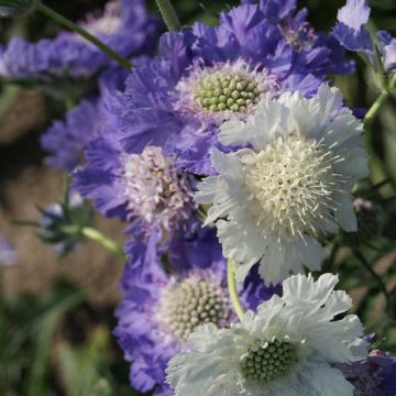 Scabiosa caucasica 'House's Hybrids'