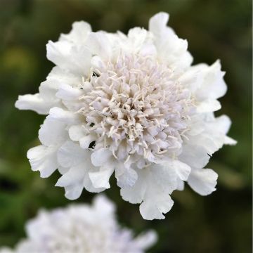 Scabiosa columbaria 'Flutter Pure White' - Scabious