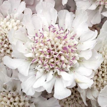 Scabiosa Incisa Koda White