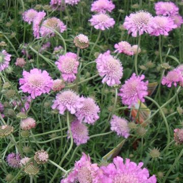 Scabious Pink Mist - Scabiosa - Pincushion Flower