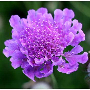 Scabiosa vivid Violet