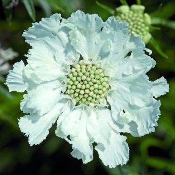 Scabiosa Caucasica Fama White - Pincushion Flower