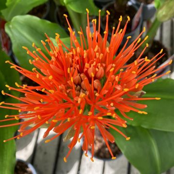 Scadoxus 'Orange Wonder' - Powderpuff Blood Lily - In Bud & Bloom