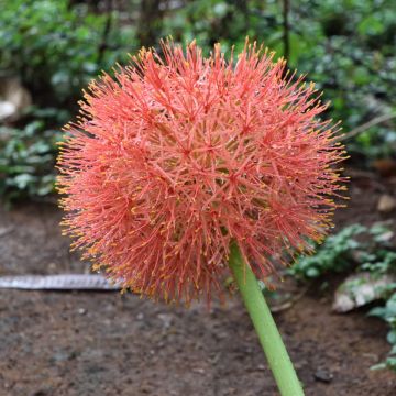 Scadoxus multiflorus - Blood Lily