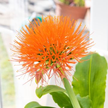 Scadoxus 'Orange Wonder' - Powderpuff Blood Lily - In Bud & Bloom