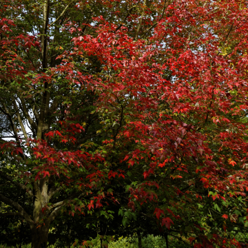 Acer rubrum 'Scanlon' - Red Maple