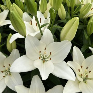 Lilium Scansano - Pack of FIVE Lily Bulbs