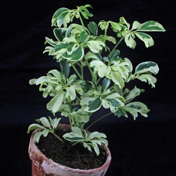 Umbrella Plant - Schefflera arboricola 'Janine'