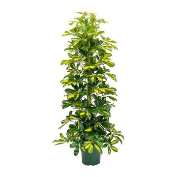 Schefflera Arboricola Gold Capella Dalton - Unbrella Plant Tree - Large 120cms Specimen