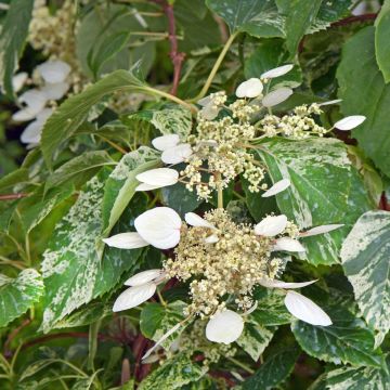 Schizophragma hydrangeoides Snow Sensation