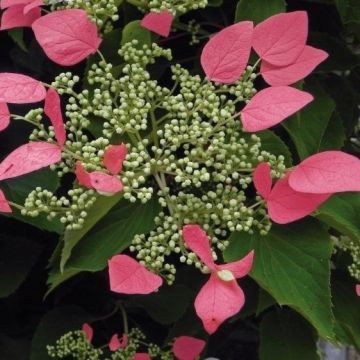 Climbing Hydrangea anomala glabra 'Crûg Coral'