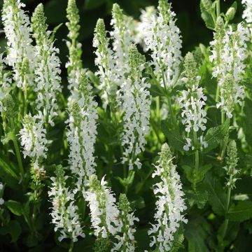 Salvia x sylvestris 'Schneehugel' - Salvia nemorosa Snow Hill