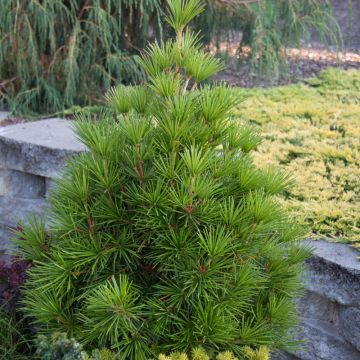 Sciadopitys verticillata - Umbrella Pine