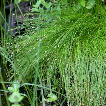 Scirpus cernuus - Isolepis cernua fiber optic plant