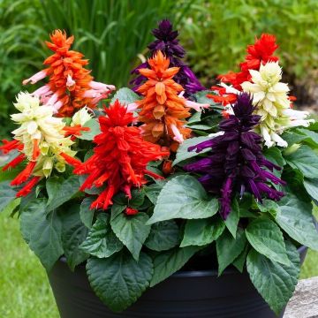 Salvia Splendens Mojave Mix