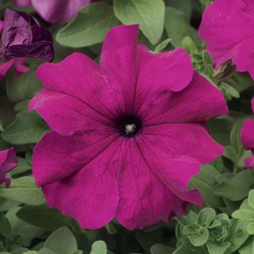 Petunia Grandflora Tritunia Purple