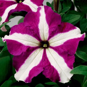 Petunia Grandflora Tritunia Purple Star
