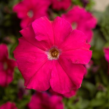 Petunia Grandflora Tritunia Rose