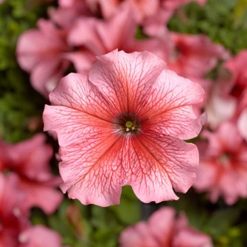 Petunia Grandflora Tritunia Salmon Veined