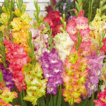 Gladioli Ruffle Mixed - Pack of Five 