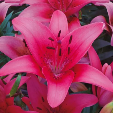 Lilium Oriental Pink - Pack of Five