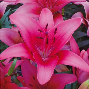 Lilium asiatic Pink - Pack of Five