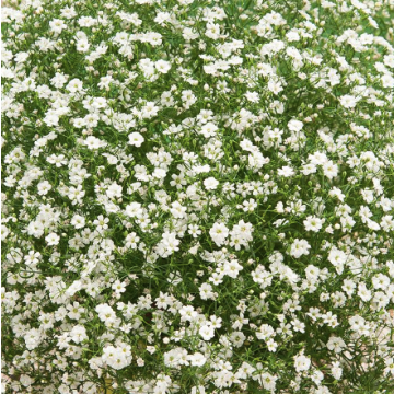 Gypsophila repens 'Filou White' - Babies Breath