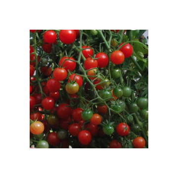 Tomato 'Currant Red'