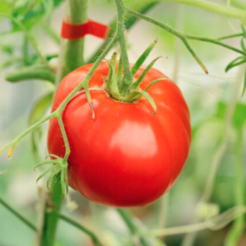 Tomato 'Heinz 1350'