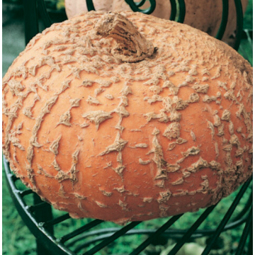 Squash 'Galeux d'Eysines'