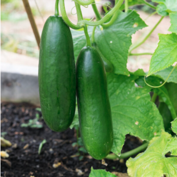 Cucumber 'La Diva'