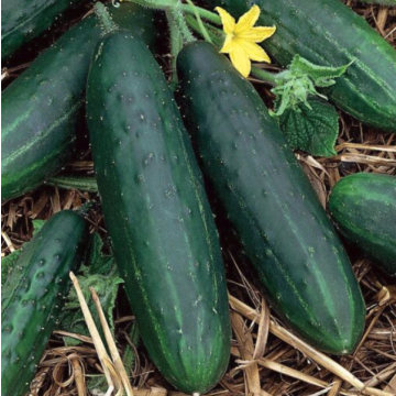 Cucumber 'Spacemaster'