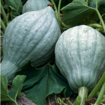 Squash 'Blue Hubbard'