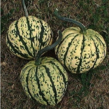 Squash 'Harlequin'
