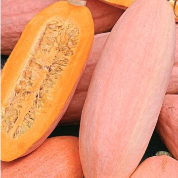Squash 'Jumbo Pink Banana'