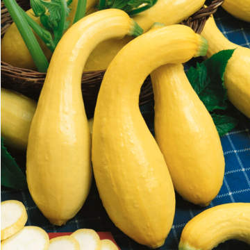 Squash Plant 'Summer Crookneck'