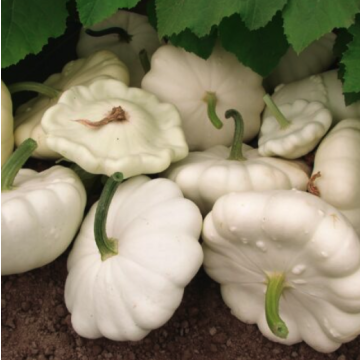 Squash 'Early White Bush Scallop'