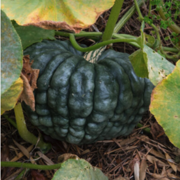 Squash 'Marina Di Chioggia'