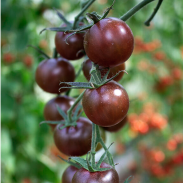 Tomato 'Black Opal'