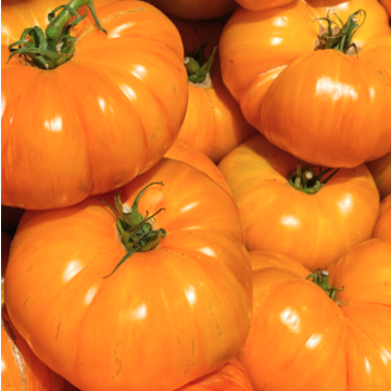 Tomato 'Brandywine Yellow'