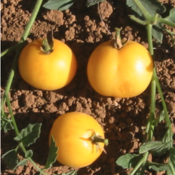 Tomato 'Garden Peach'