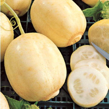 Cucumber 'Crystal Apple'