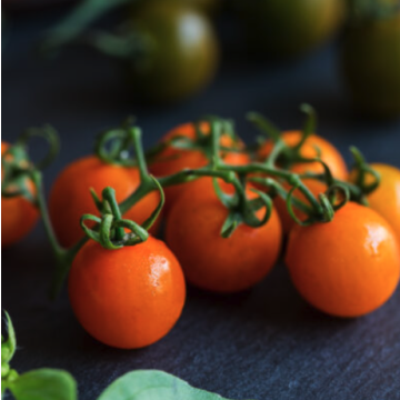 Tomato 'Figiel'