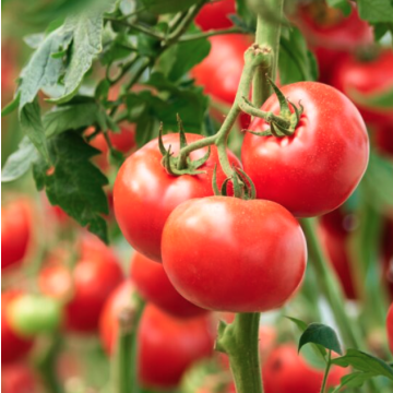 Tomato 'Homestead'