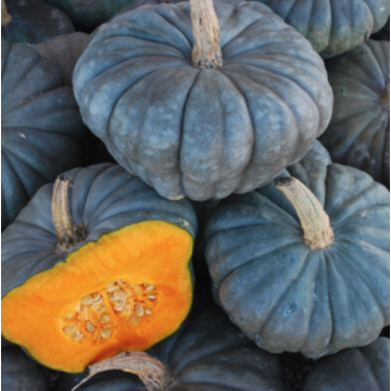 Squash 'Queensland Blue'