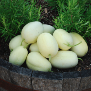 Cucumber 'Dragon Egg'