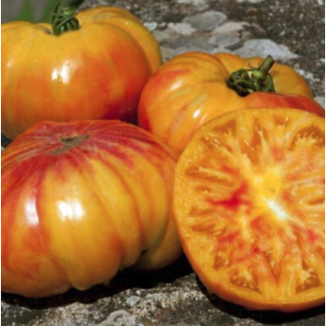 Tomato Plant 'Buffalosun'